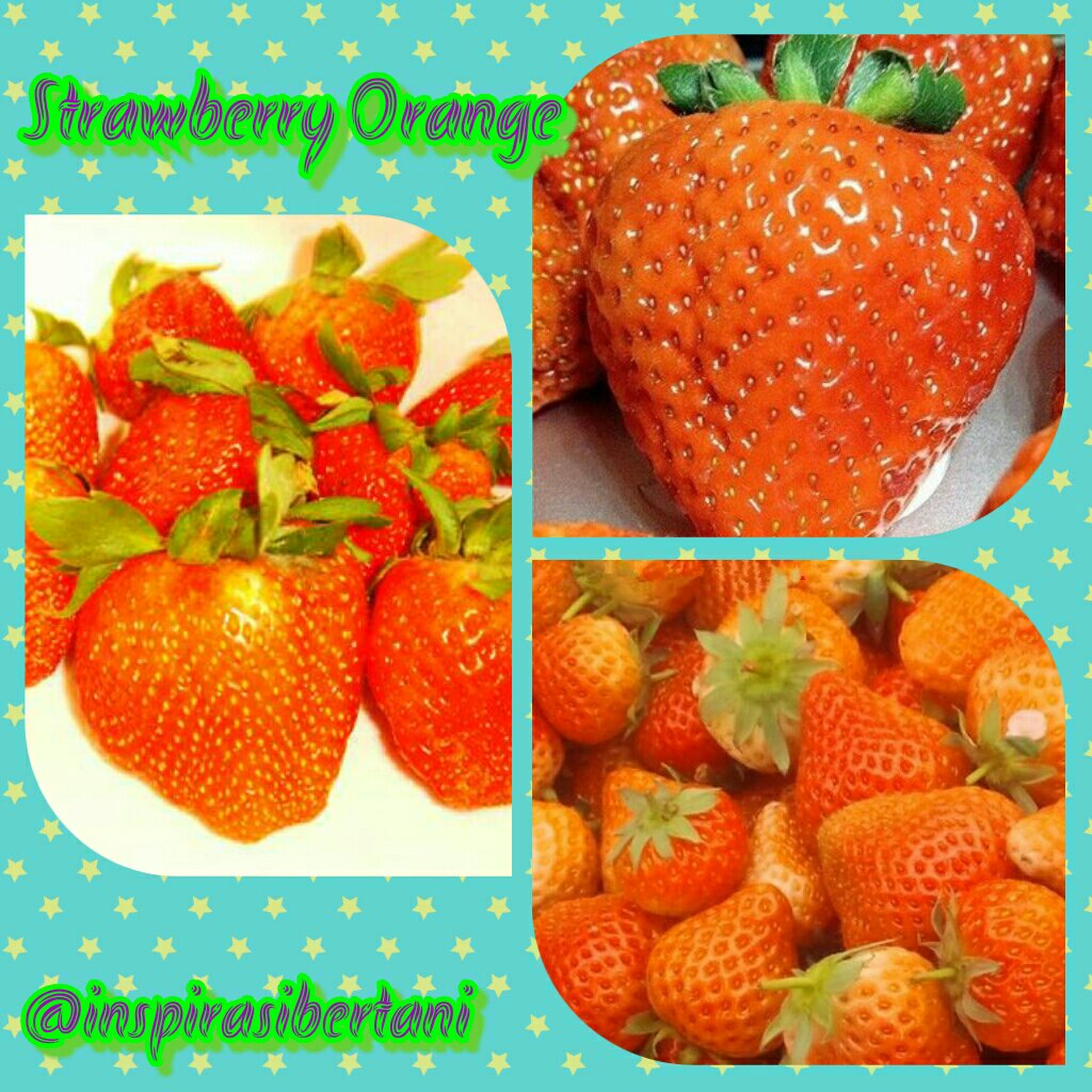 Сорт клубники оранжевая
